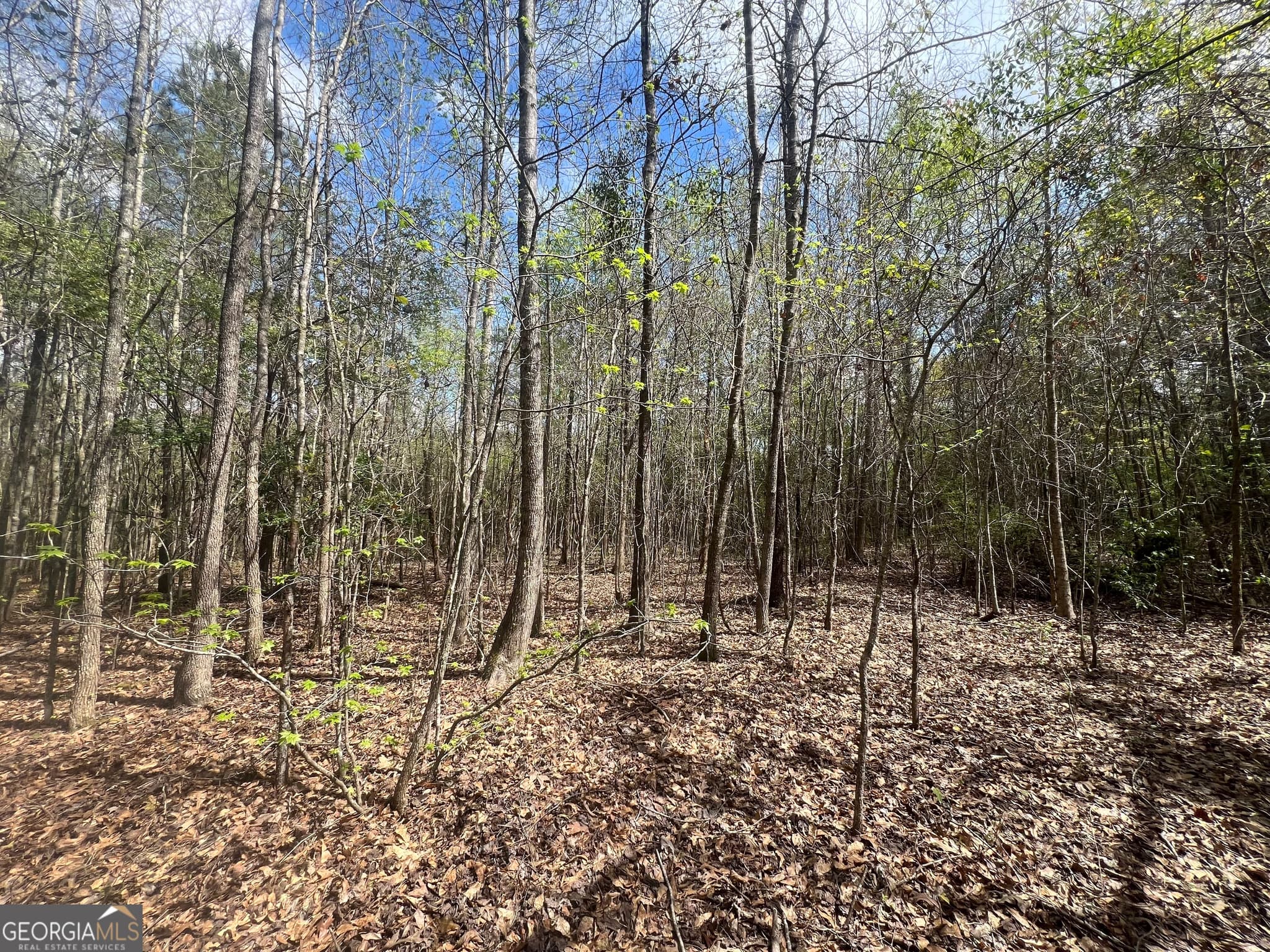 unimproved land for sale at 1029 CR- 474, Lafayette, AL 36862 — photo 3