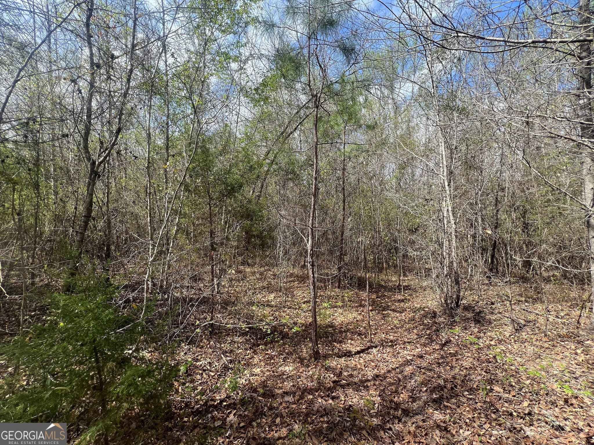unimproved land for sale at 1029 CR- 474, Lafayette, AL 36862 — photo 5