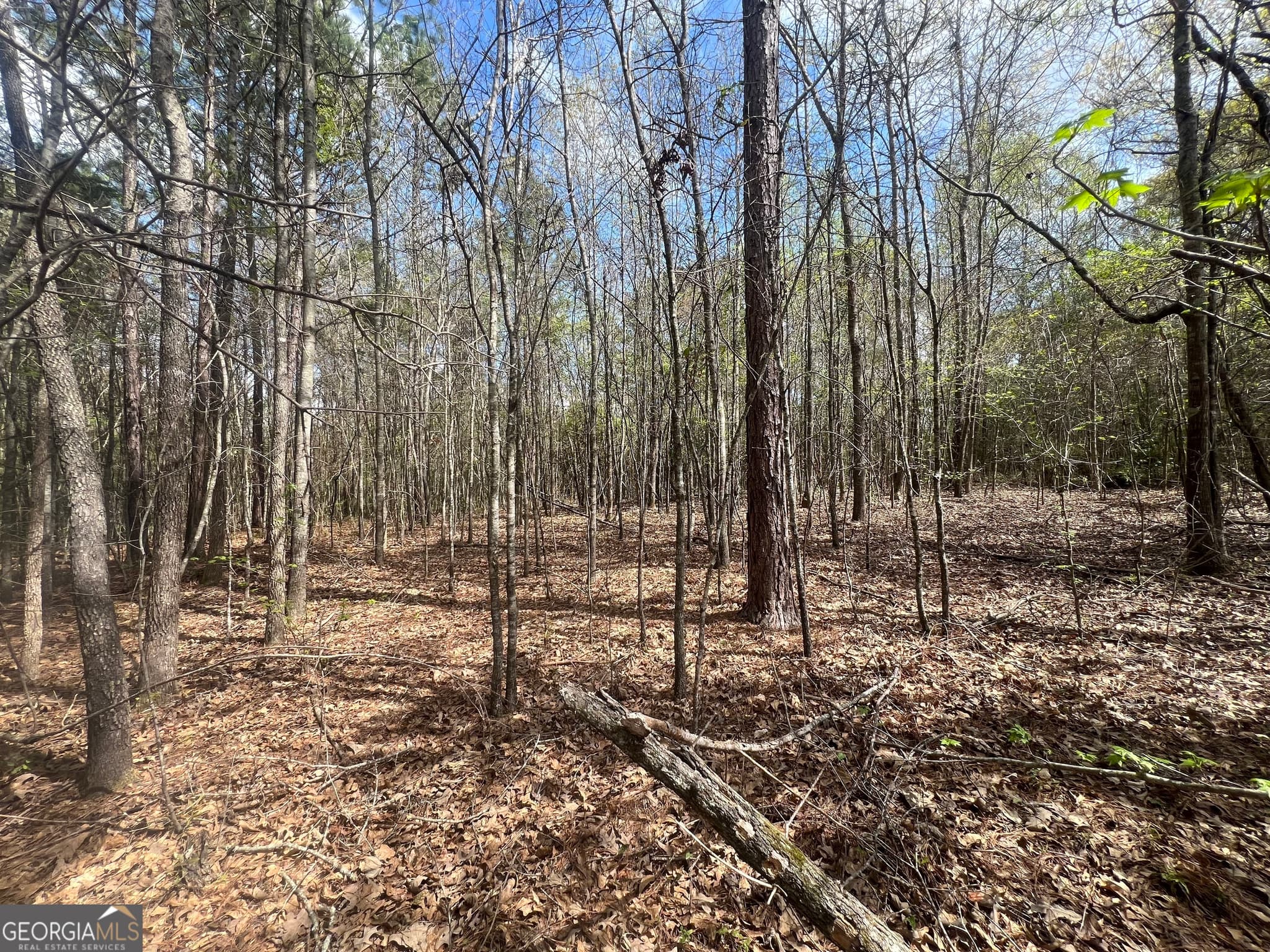 unimproved land for sale at 1029 CR- 474, Lafayette, AL 36862 — photo 4