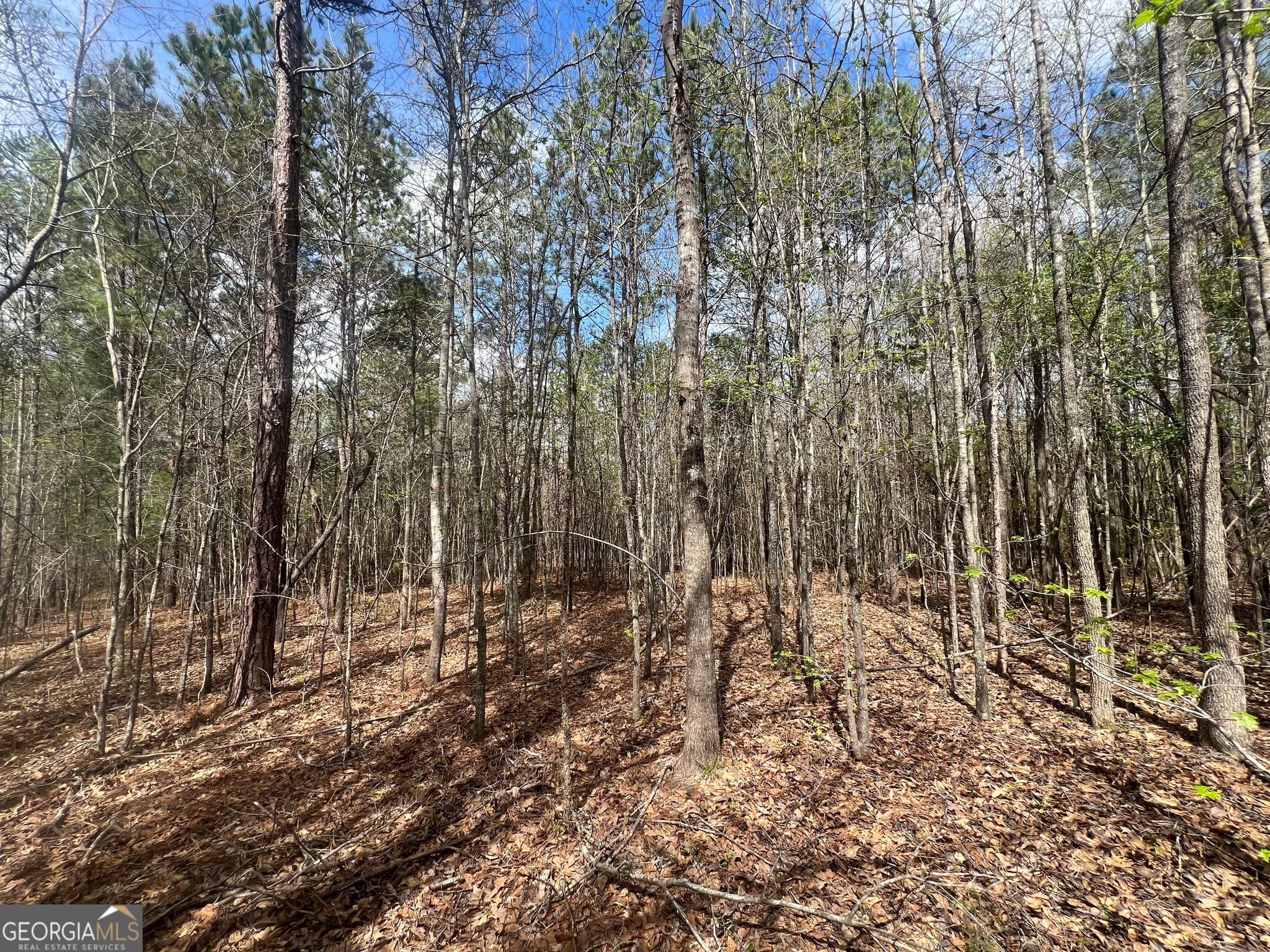 unimproved land for sale at 1029 CR- 474, Lafayette, AL 36862 — photo 8