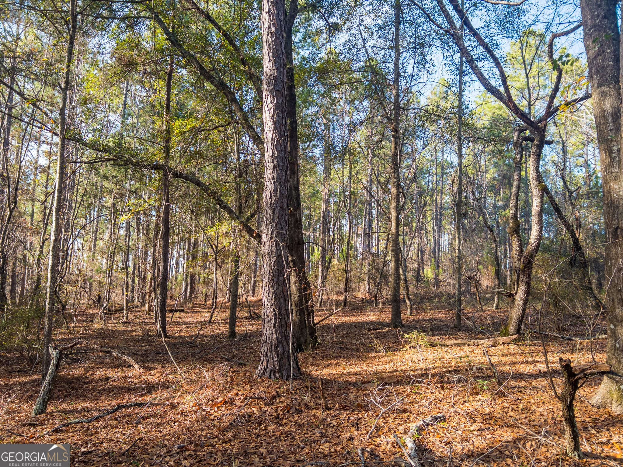 agriculture under contract at 0 Roberta Highway, Butler, GA 31006 — photo 2