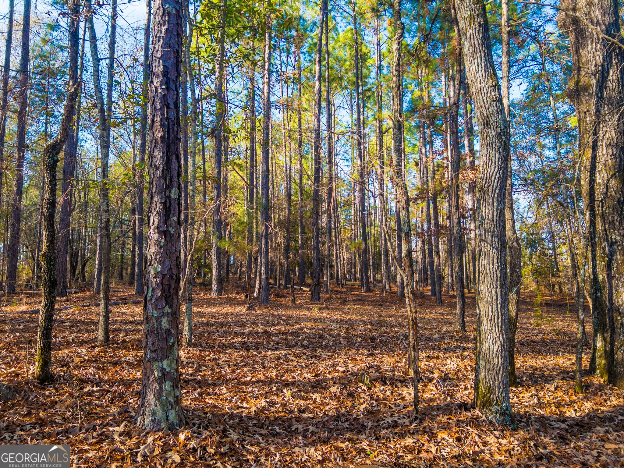 agriculture under contract at 0 Roberta Highway, Butler, GA 31006 — photo 7