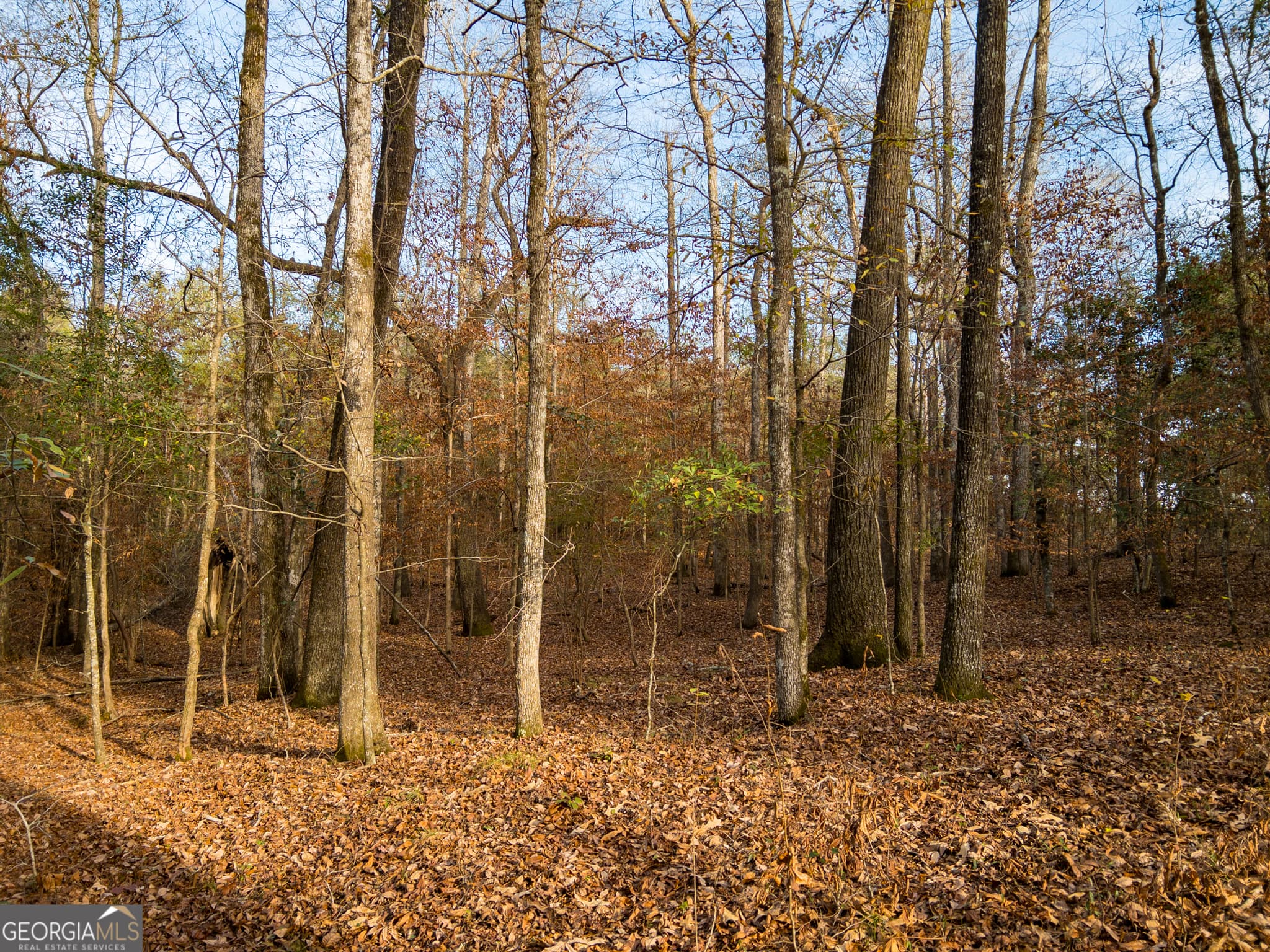 agriculture under contract at 0 Roberta Highway, Butler, GA 31006 — photo 3