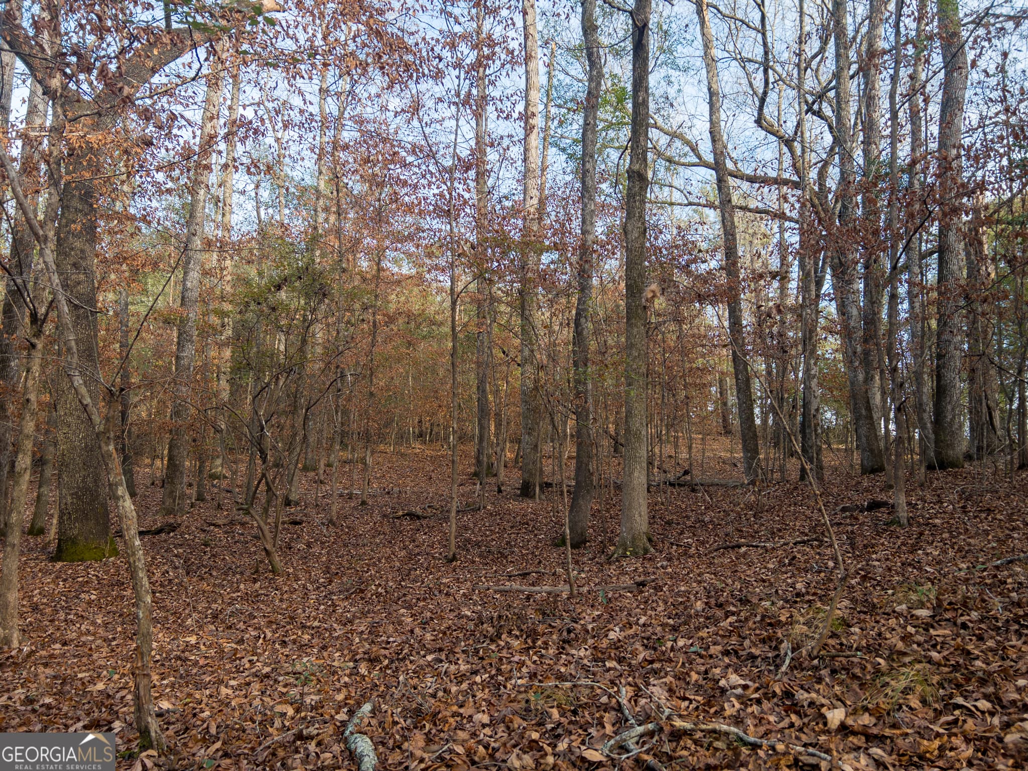 agriculture under contract at 0 Roberta Highway, Butler, GA 31006 — photo 5