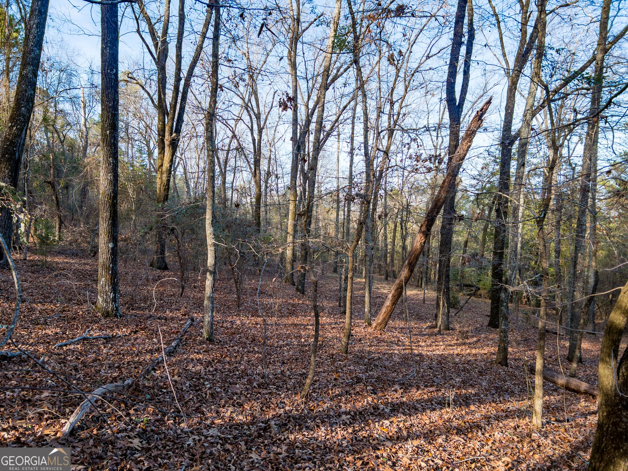 agriculture under contract at 0 Roberta Highway, Butler, GA 31006 — photo 9