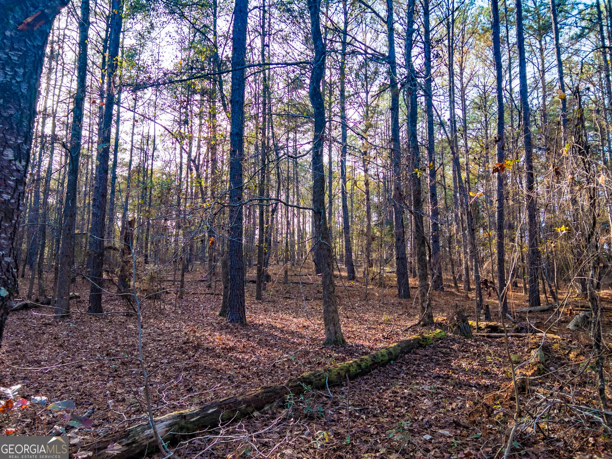 agriculture under contract at 0 Roberta Highway, Butler, GA 31006 — photo 10