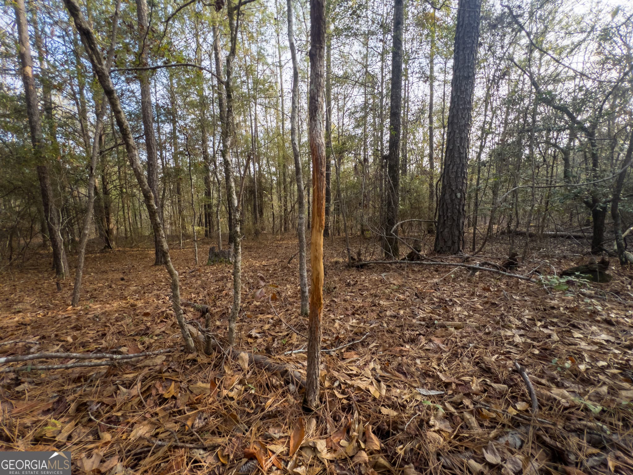 agriculture under contract at 0 Roberta Highway, Butler, GA 31006 — photo 4