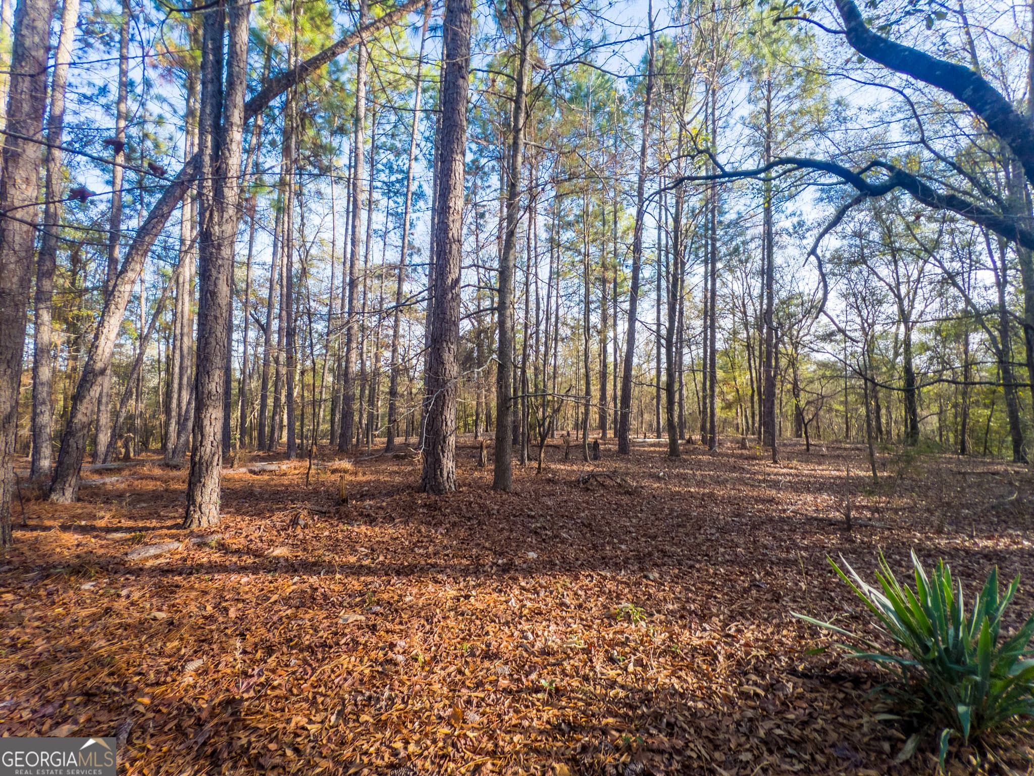 agriculture under contract at 0 Roberta Highway, Butler, GA 31006 — photo 8