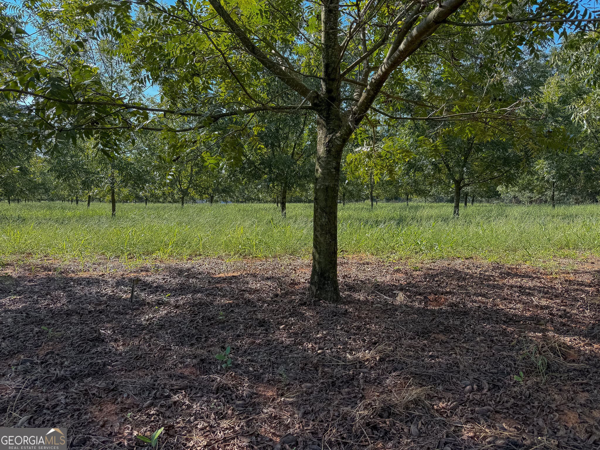 agriculture for sale at 412 Old Plains Road, Plains, GA 31780 — photo 10