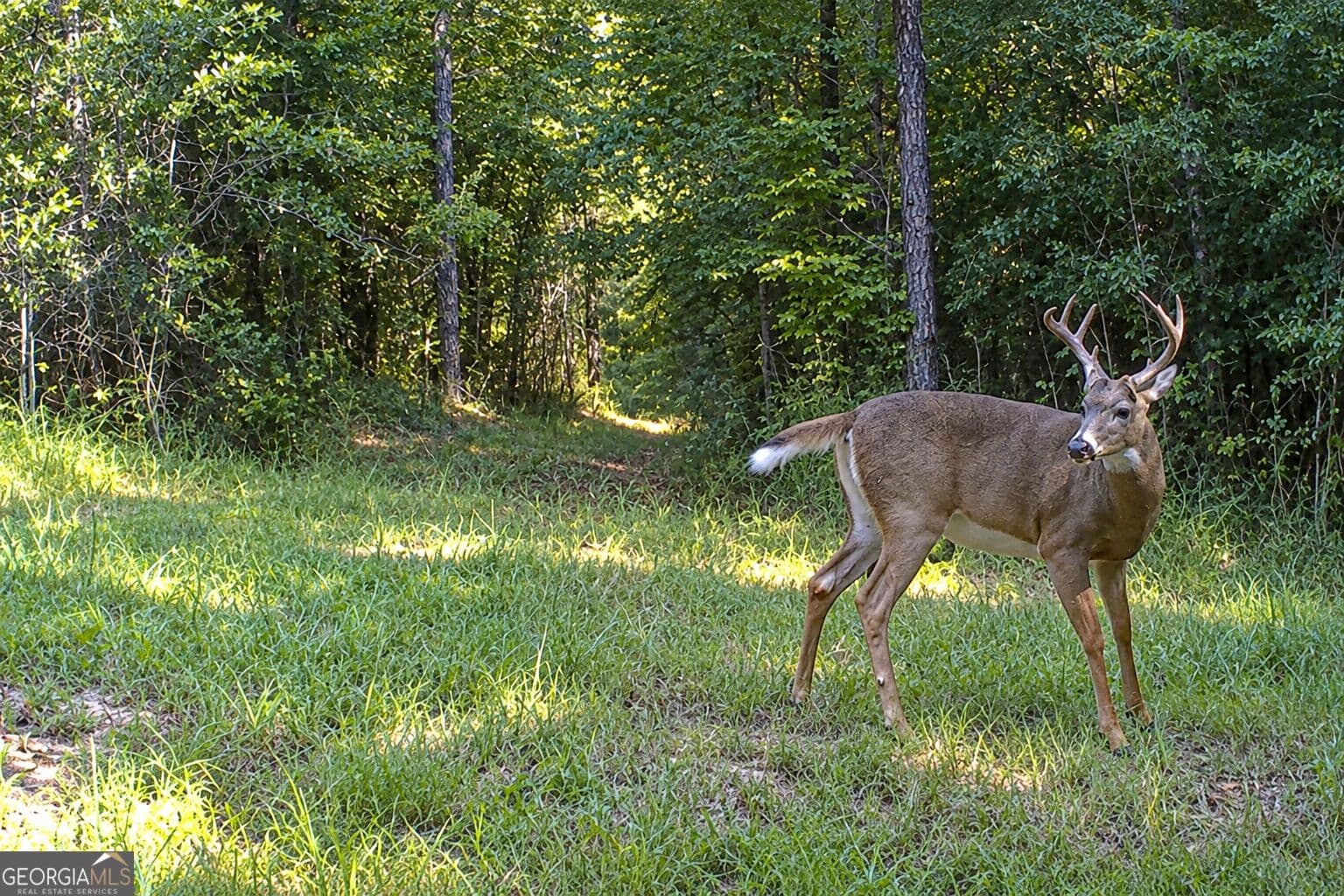 residential lot for sale at 29 ACRES Cochran Road, Madison, GA 30650 — photo 3