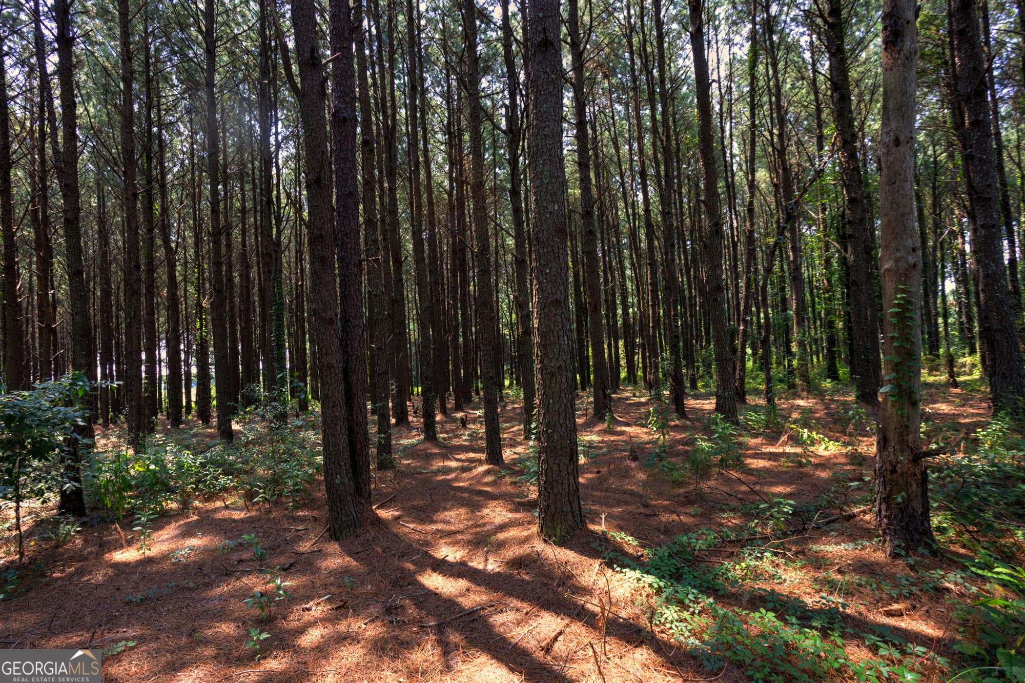 estate lot for sale at 0 Northern County Line Road, Unadilla, GA 31091 — photo 2