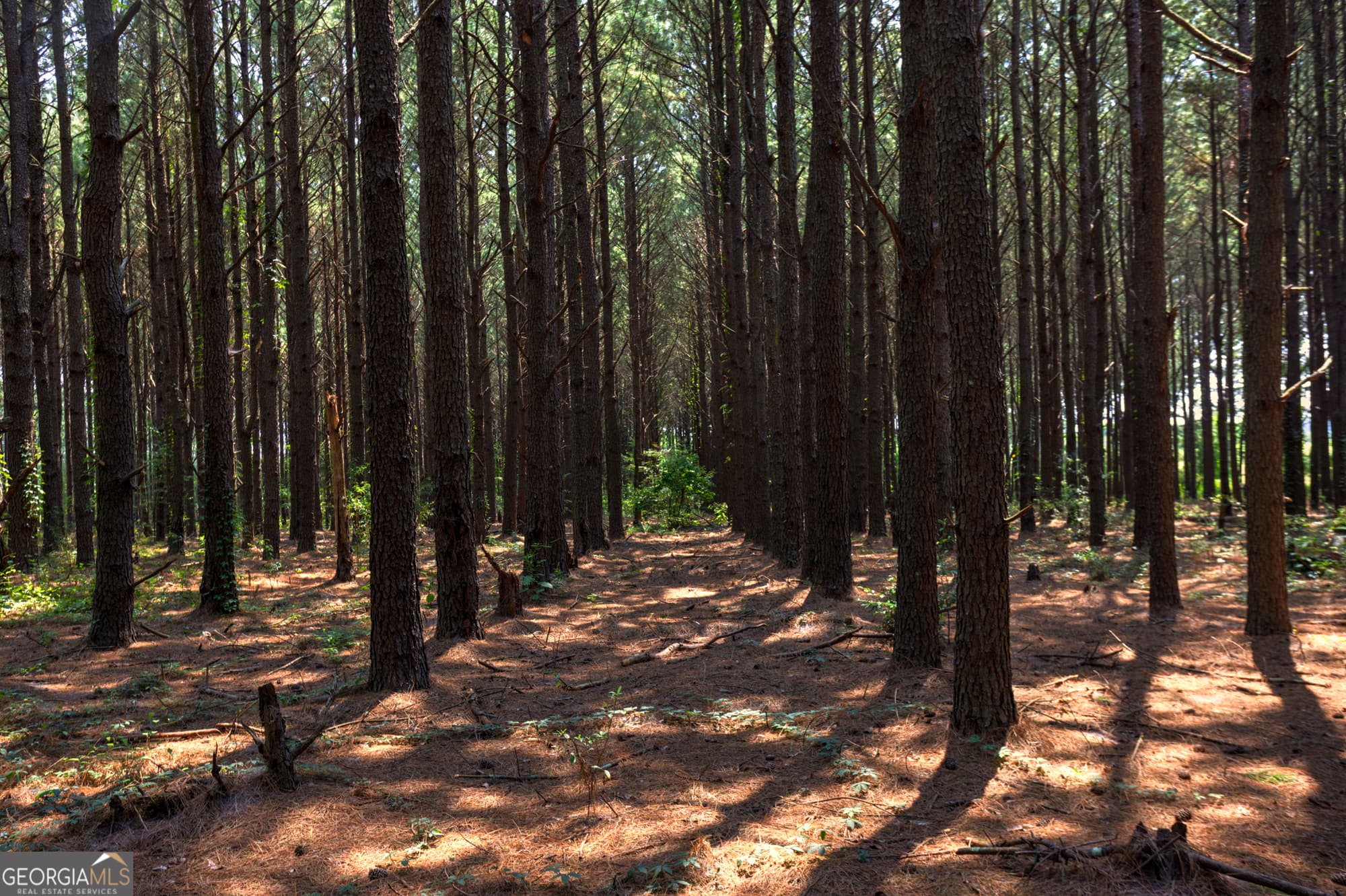 estate lot for sale at 0 Northern County Line Road, Unadilla, GA 31091 — photo 3