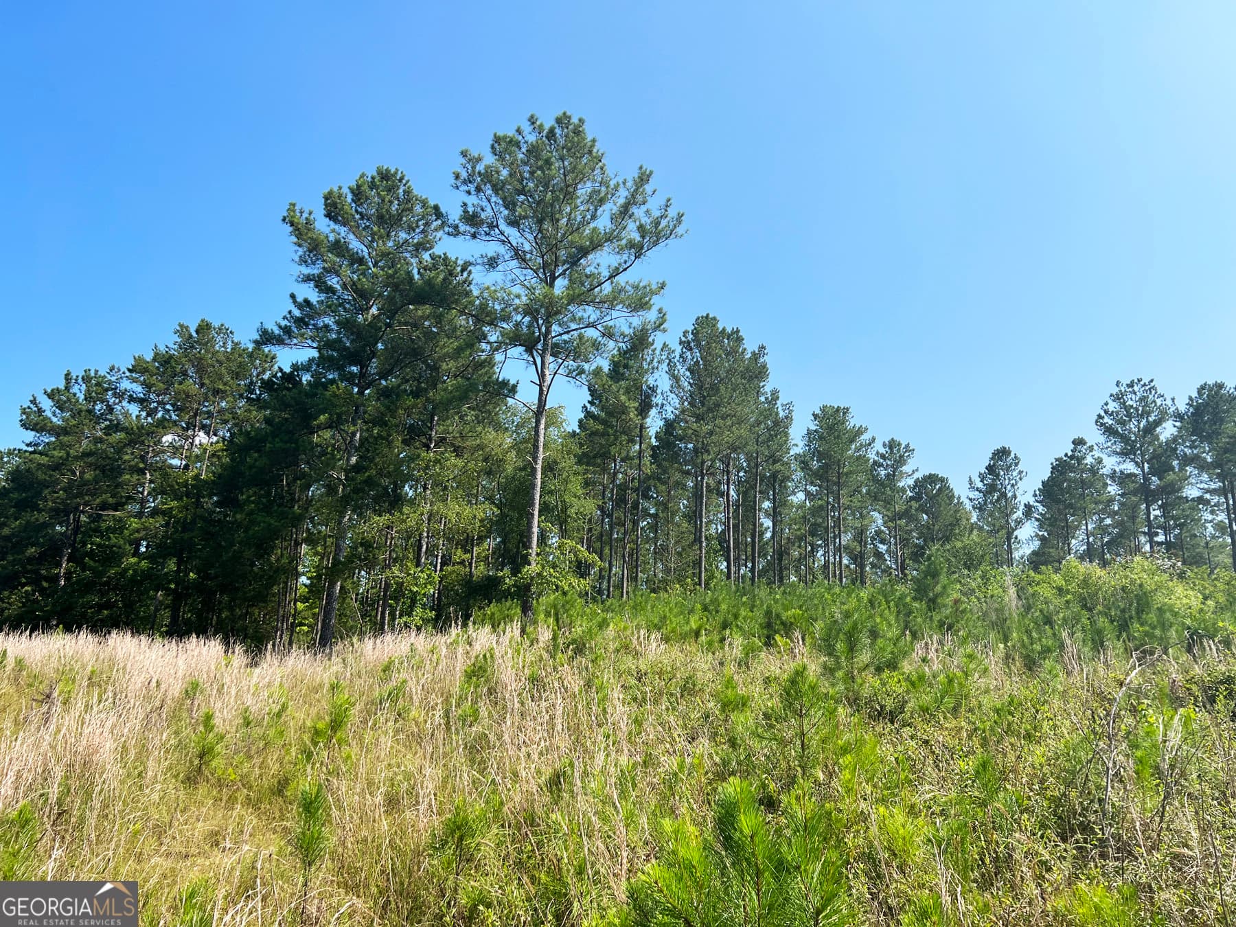 agriculture for sale at 0 Booger Hollow Road, Rome, GA 30161 — photo 9
