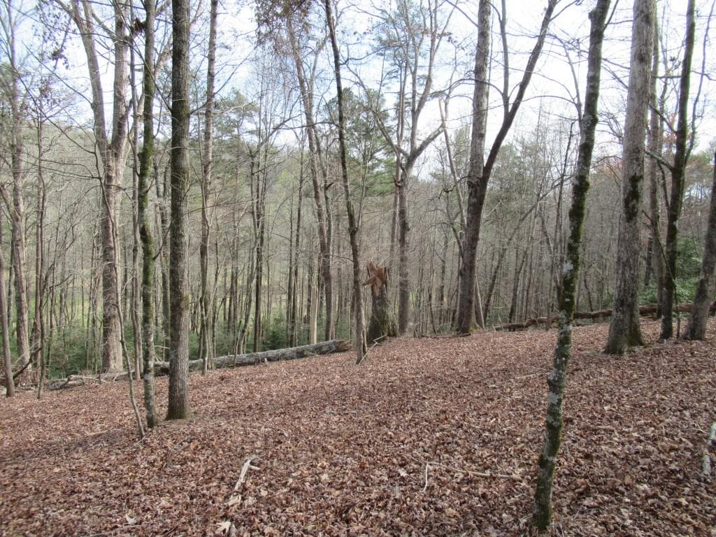 single family residence for sale at 0 Long Branch Road, Dahlonega, GA 30533 — photo 4