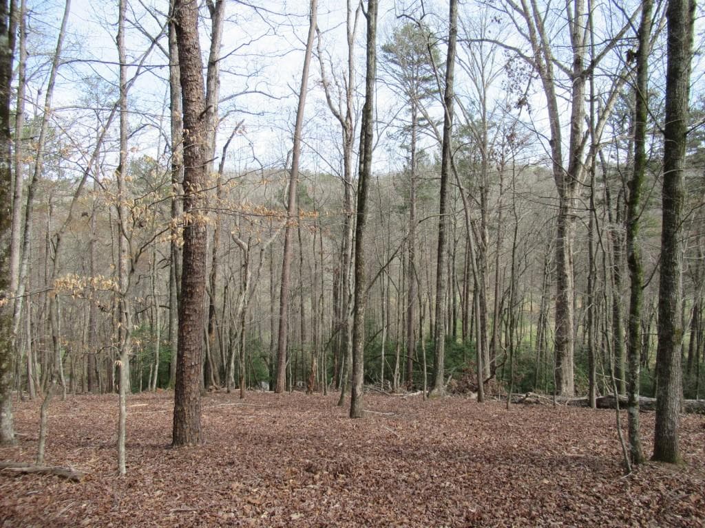 single family residence for sale at 0 Long Branch Road, Dahlonega, GA 30533 — photo 5
