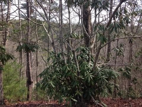 unimproved land for sale at 0 Wolf Howl Trail, Sautee Nacoochee, GA 30571 — photo 4