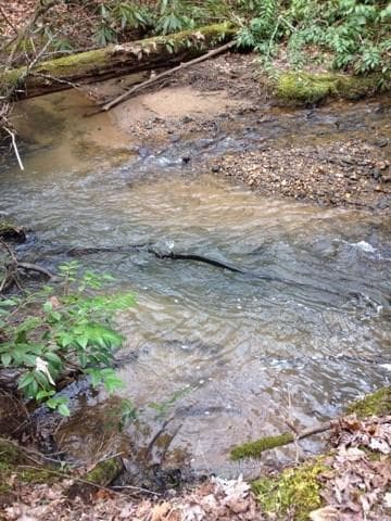 unimproved land for sale at 0 Wolf Howl Trail, Sautee Nacoochee, GA 30571 — photo 5
