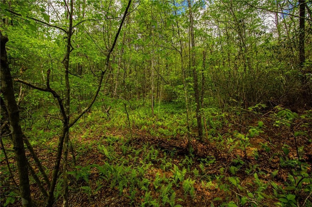 unimproved land for sale at 0 Antioch Valley Road Trct 3, Dawsonville, GA 30534 — photo 4
