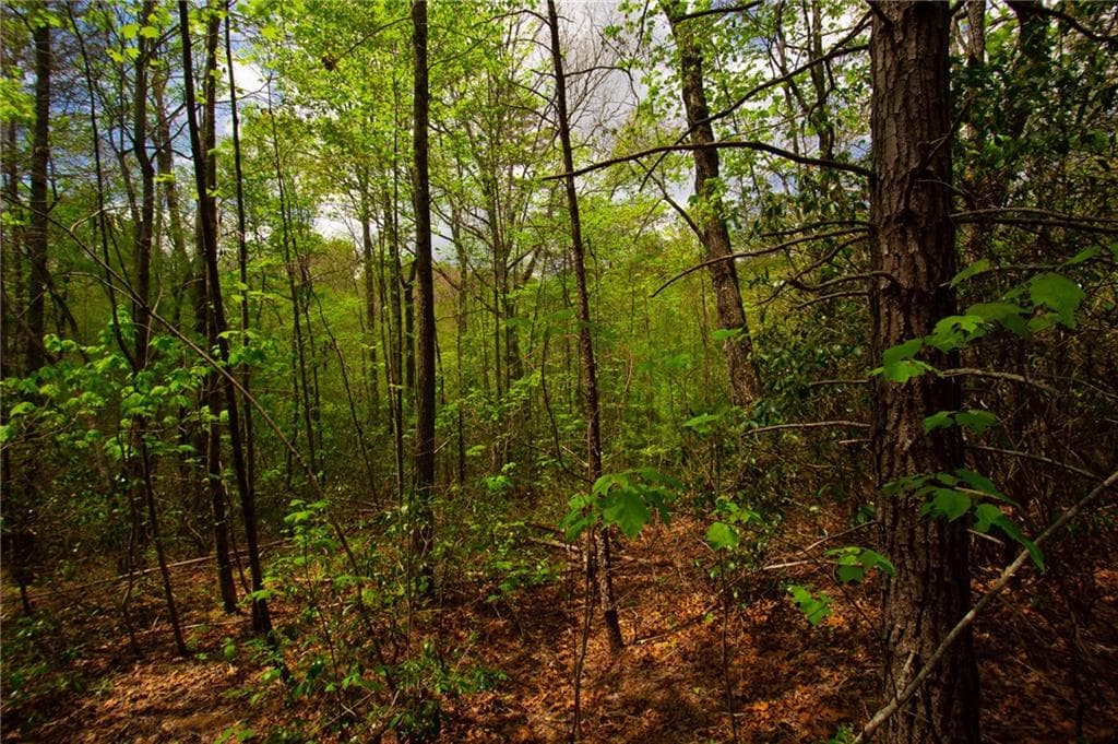 unimproved land for sale at 0 Antioch Valley Road Trct 3, Dawsonville, GA 30534 — photo 9