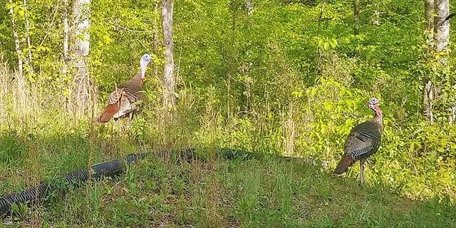 unimproved land for sale at 2243 Damascus Road, Ball Ground, GA 30107 — photo 5