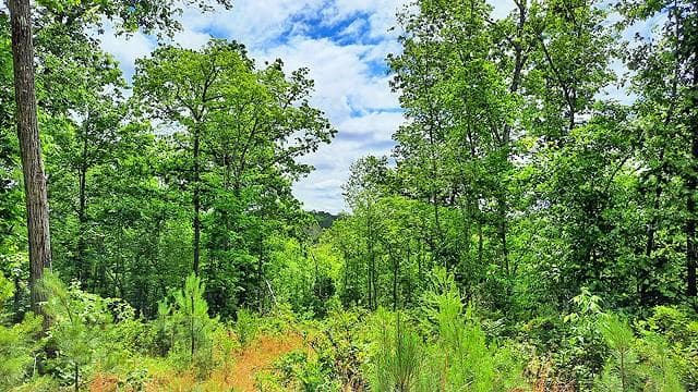 unimproved land for sale at 2243 Damascus Road, Ball Ground, GA 30107 — photo 8