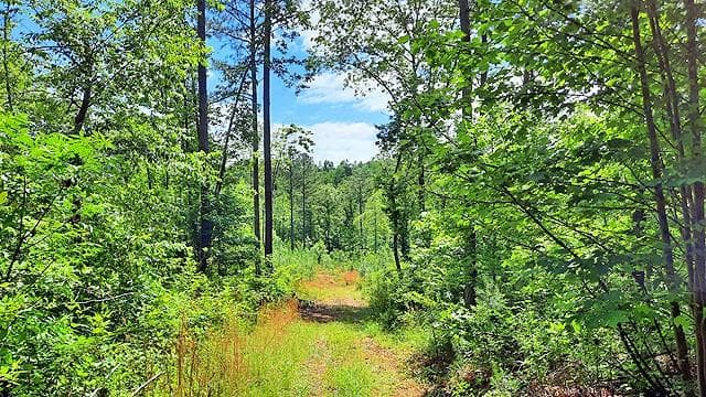 unimproved land for sale at 2243 Damascus Road, Ball Ground, GA 30107 — photo 10
