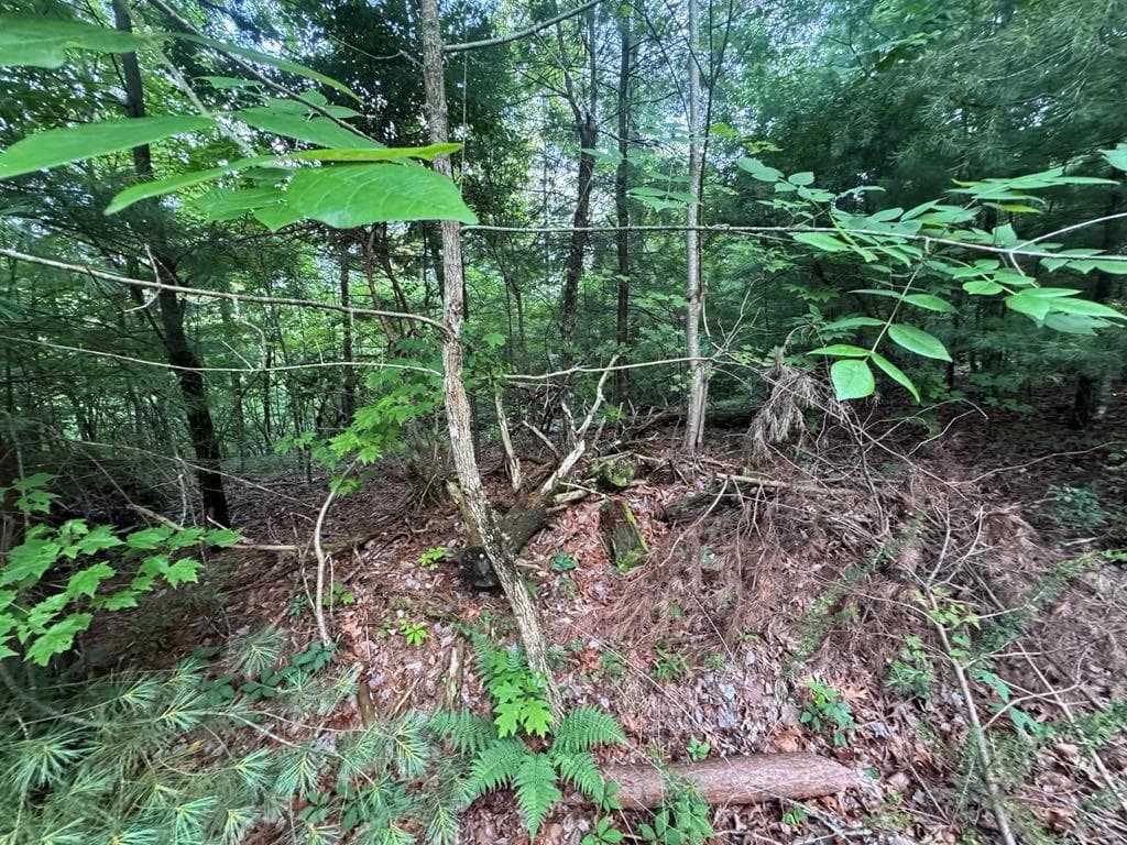 unimproved land for sale at 793 Woodbine Lane, Ranger, GA 30734 — photo 8