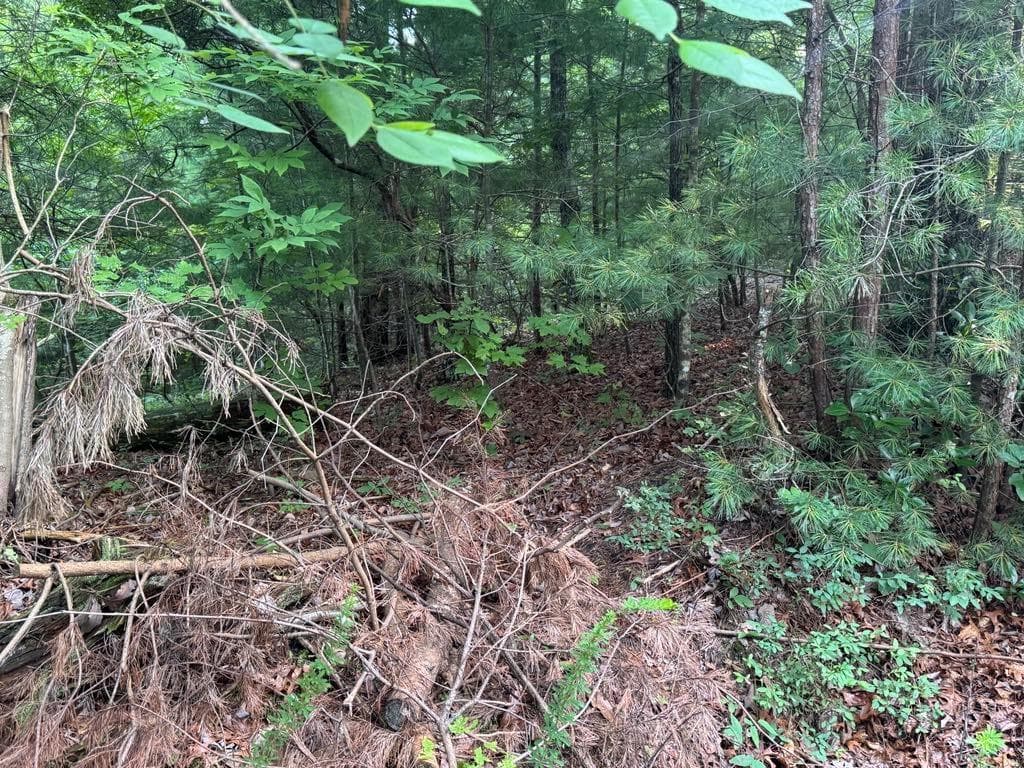 unimproved land for sale at 793 Woodbine Lane, Ranger, GA 30734 — photo 9