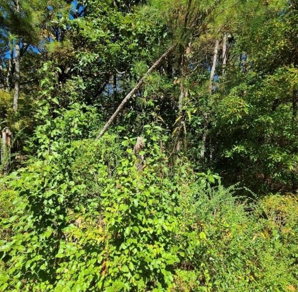 unimproved land for sale at 0 Scarlett Lane, Rome, GA 30161 — photo 4