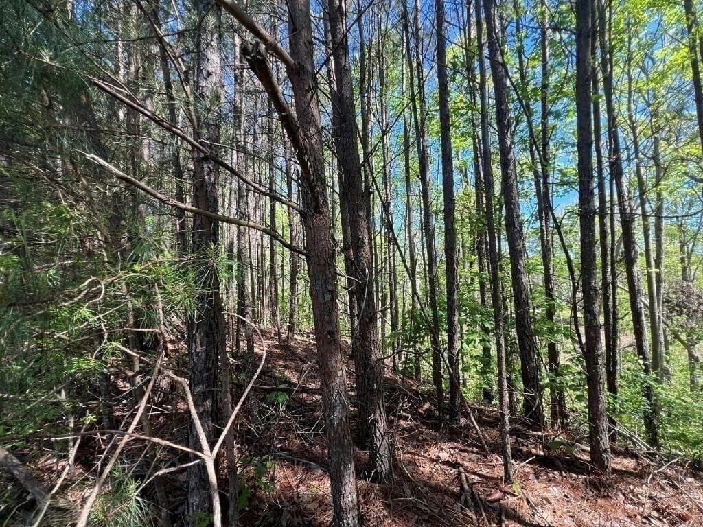 unimproved land for sale at 922 Whistler Lane, Canton, GA 30114 — photo 3