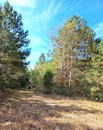 unimproved land for sale at 0 Fruit Farm Road, Summerville, GA 30747 — photo 2