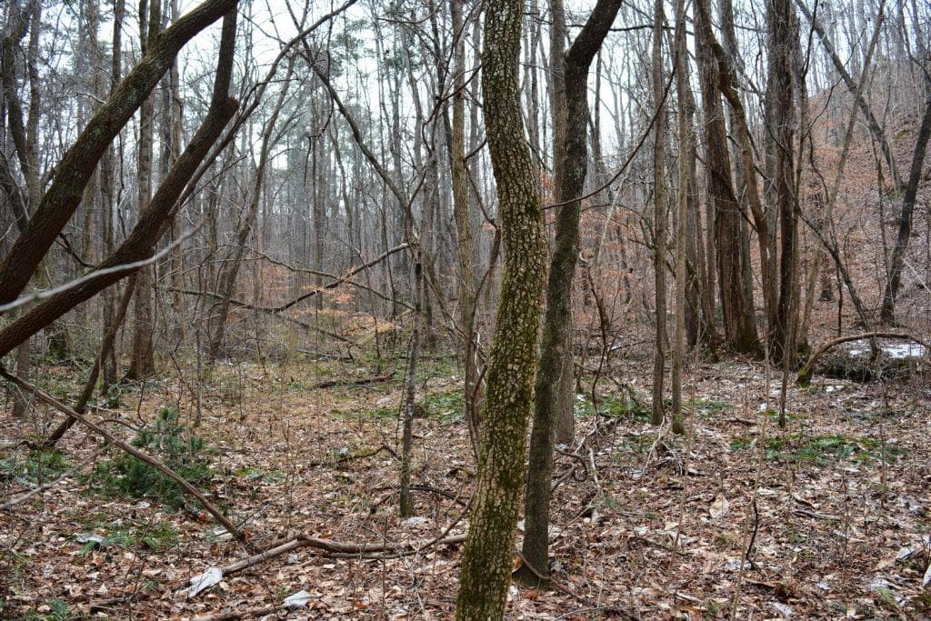 unimproved land for sale at 0 Willow Springs Road, Dallas, GA 30132 — photo 3