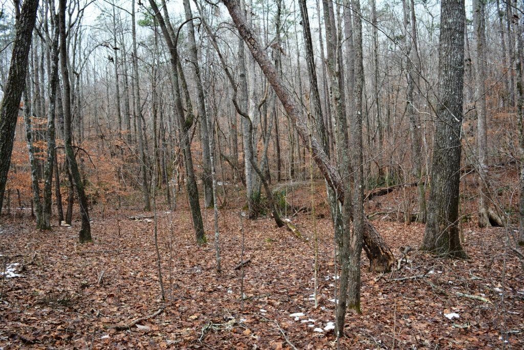 unimproved land for sale at 0 Willow Springs Road, Dallas, GA 30132 — photo 5