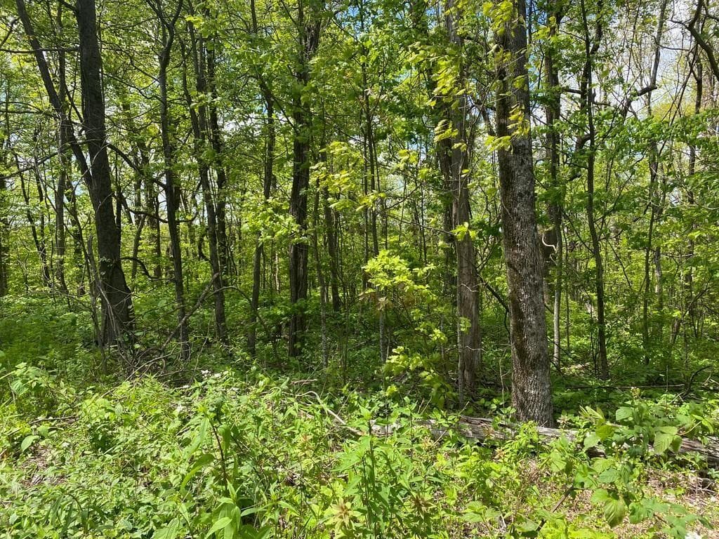single family residence under contract at 000 Burnt Mountain Cove Road, Jasper, GA 30143 — photo 5