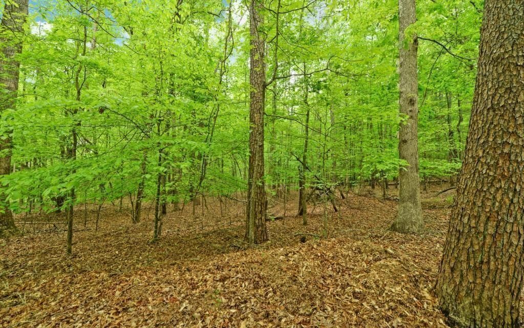 other for sale at 0 Honey Tree Terrace, Dahlonega, GA 30533 — photo 9