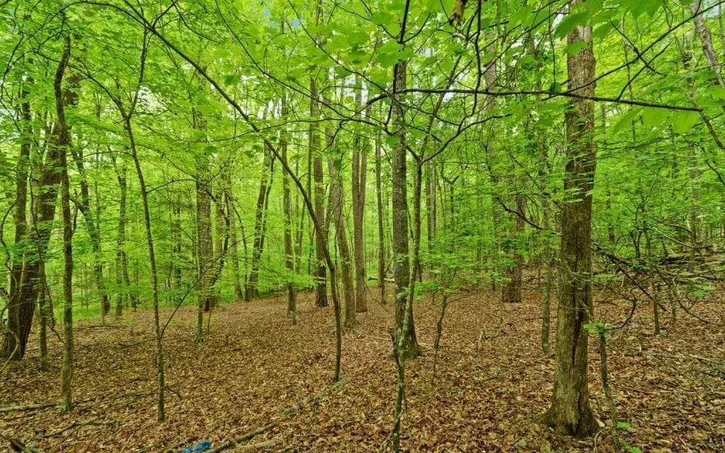 other for sale at 0 Honey Tree Terrace, Dahlonega, GA 30533 — photo 10