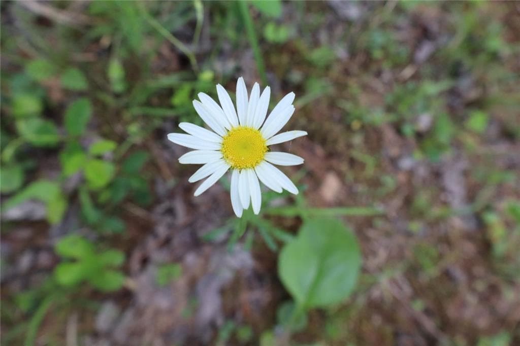 unimproved land for sale at 0 Parksbrook Road A, Ellijay, GA 30540 — photo 4