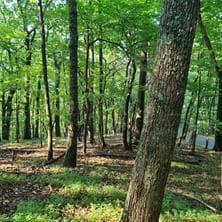 single family residence under contract at 101 Deer Run, Big Canoe, GA 30143 — photo 4