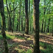 single family residence under contract at 101 Deer Run, Big Canoe, GA 30143 — photo 5
