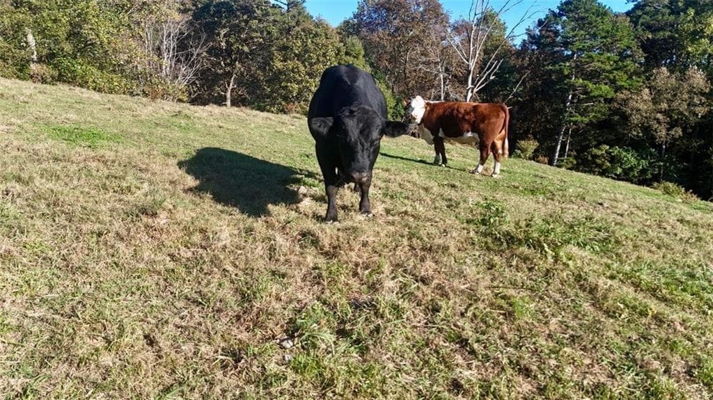other for sale at 0 Porter Springs Road, Dahlonega, GA 30533 — photo 3