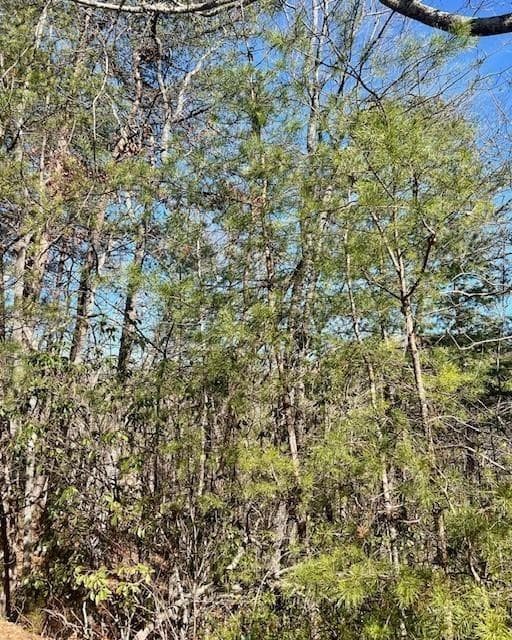 single family residence for sale at 0 Rosen Strasse, Helen, GA 30545 — photo 4