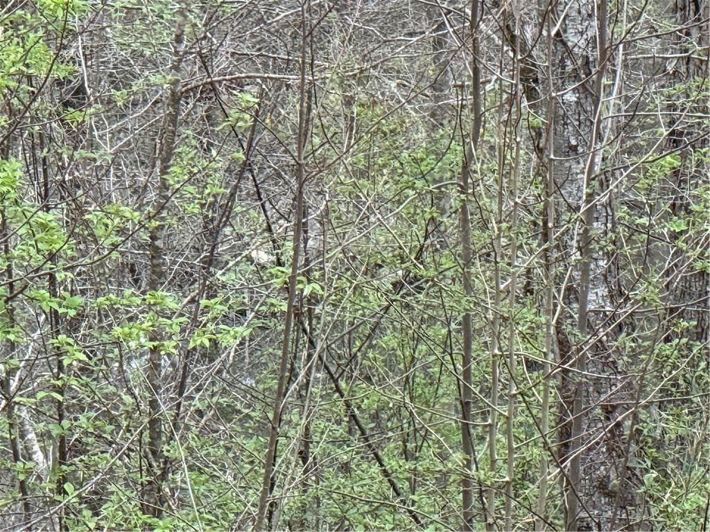 unimproved land for sale at 135 Flat Ridge Road, Ellijay, GA 30540 — photo 6