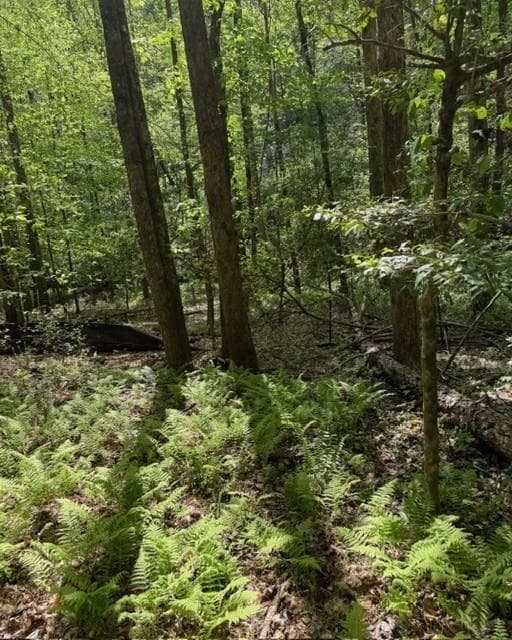 single family residence under contract at 348 Hemlock Trail, Ellijay, GA 30540 — photo 8