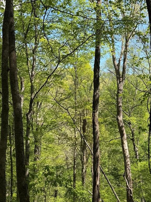 other for sale at 9.8 AC Brown Mountain Road, Suches, GA 30572 — photo 6