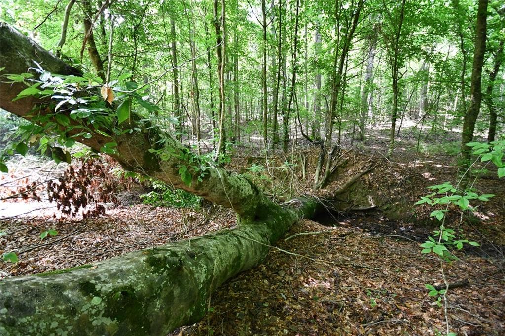 unimproved land for sale at 00008 Windridge Lane, Temple, GA 30179 — photo 4