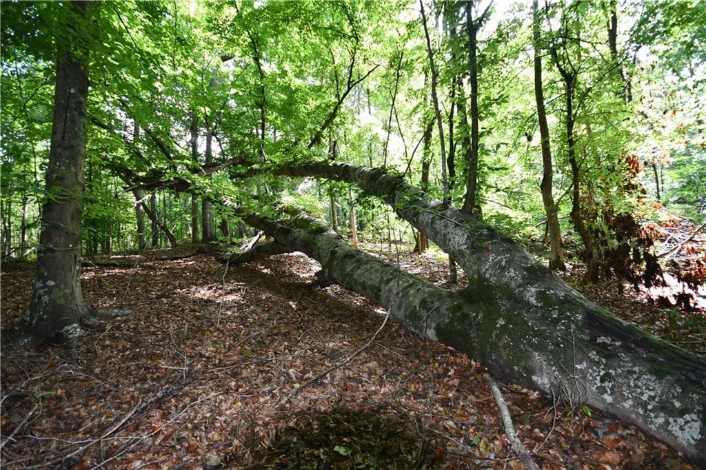 unimproved land for sale at 00008 Windridge Lane, Temple, GA 30179 — photo 8