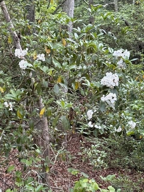 unimproved land for sale at 9180 Oliver Mill Road, Lula, GA 30554 — photo 2