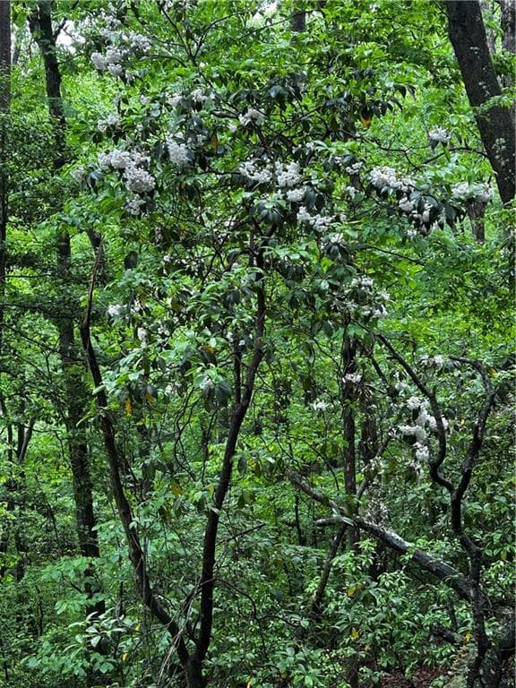 other for sale at 00 Lazy River Lane, Ellijay, GA 30540 — photo 4