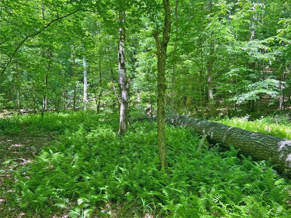 unimproved land for sale at 0 Hickory Nut Trail, Dahlonega, GA 30533 — photo 4