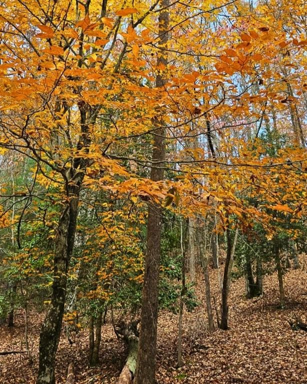 other for sale at 5 Goldmine Road, Morganton, GA 30560 — photo 7